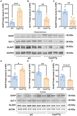 Impaired astrocytic synaptic function by peripheral cholesterol metabolite 27-hydroxycholesterol